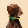 Everydaysay Pet collar