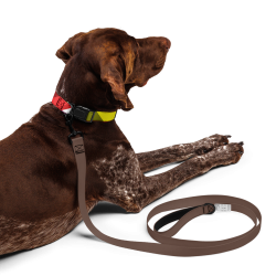 Everydaysay Pet collar