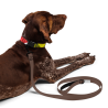 Everydaysay Pet collar